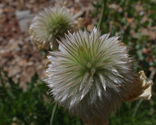 Western Pasque Flower Seedhead 01