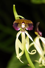 Cockleshell Orchid