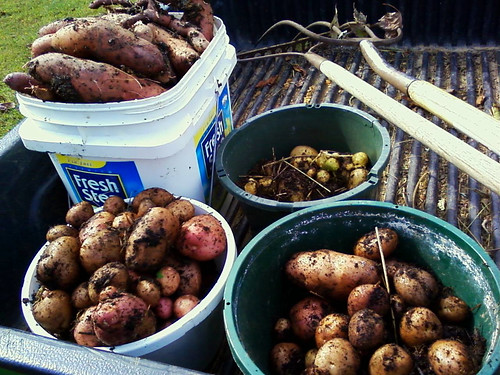 Today's potato harvest