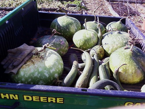 Gourd and Luffa harvest