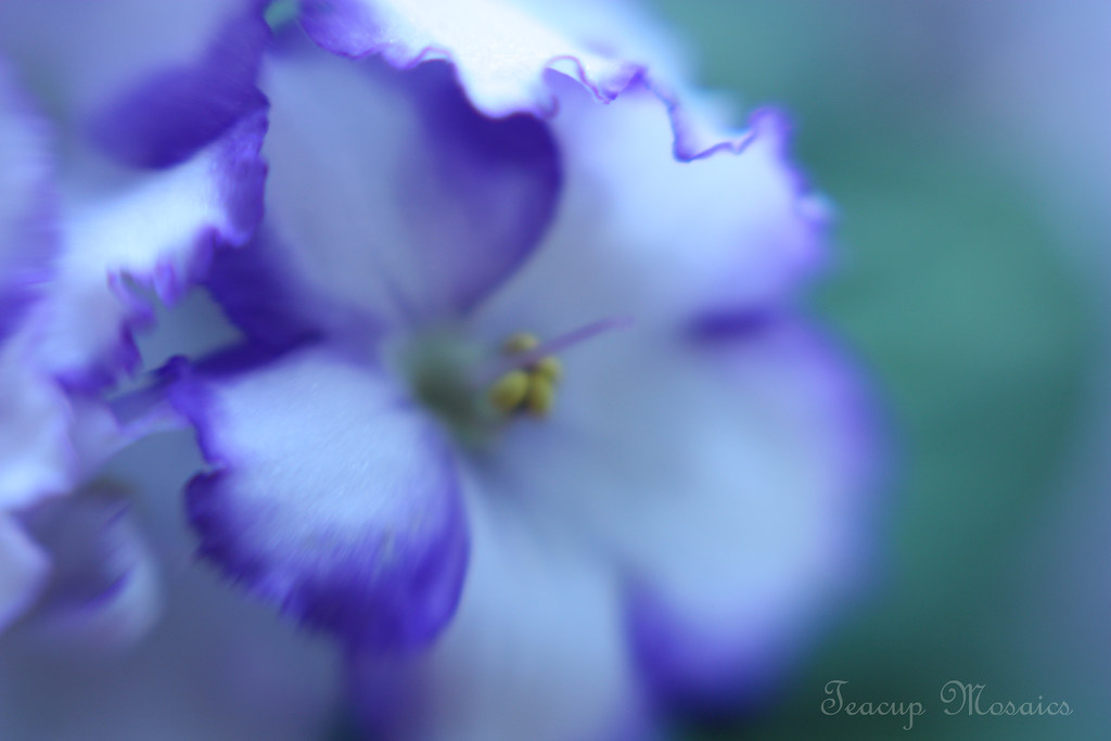 Blue-or-Violet