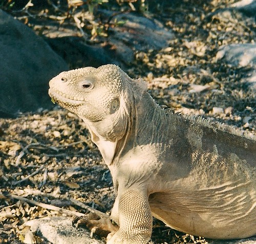 Galapagos-Santa Fe (1)