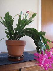 Holiday Cactus