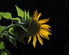 Sunflower - backlit