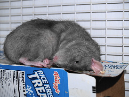 Sleeping Rat = Super Cute