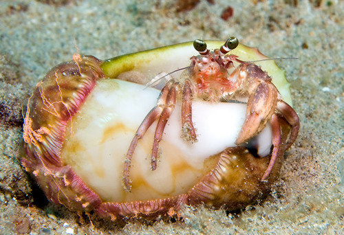 Jeweled Anenome Crab