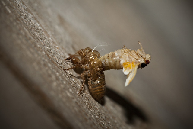 2011 05-11 Adam Thede - The Cicada Invasion