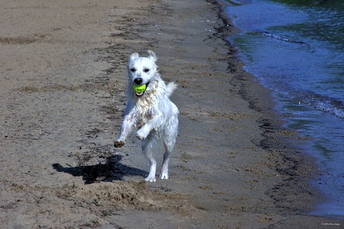 She loves the dog beach par Chase Images