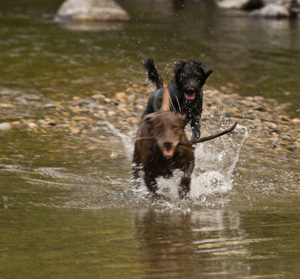 River Dogs