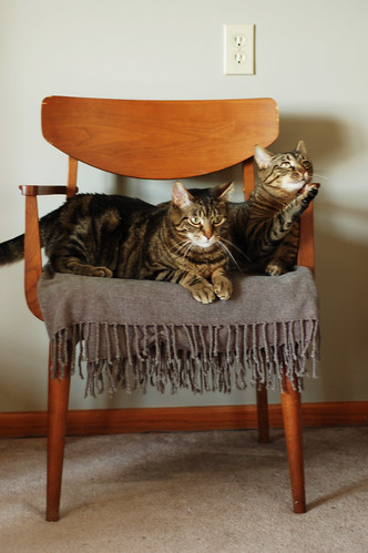 001 - Midcentury Chair with Cats