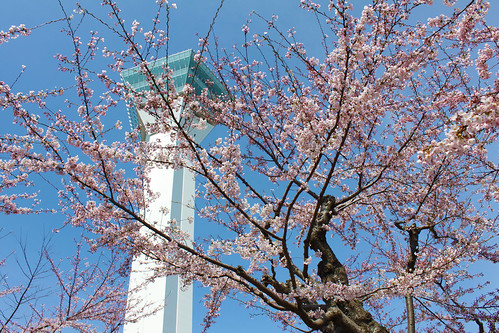 Cherry Blossom at Goryokaku