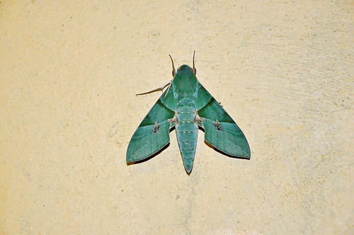 Mariposa verde (01)
