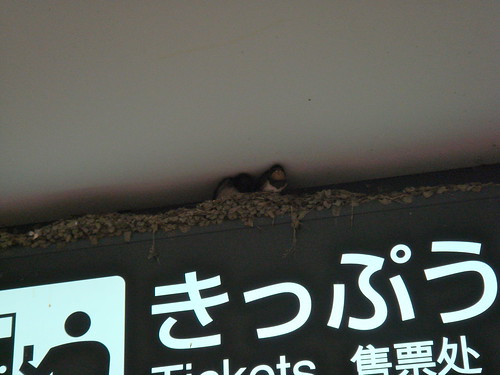 Swallow's nest in Tamagawa