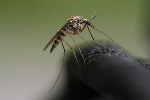 Unknown Mosquito - Canada