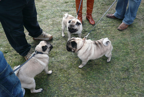 Cliff and Daves Pug Rupert made some friends!