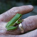 native green frog 004