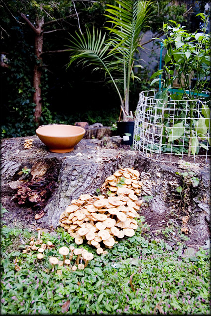 tree-stump-mushrooms