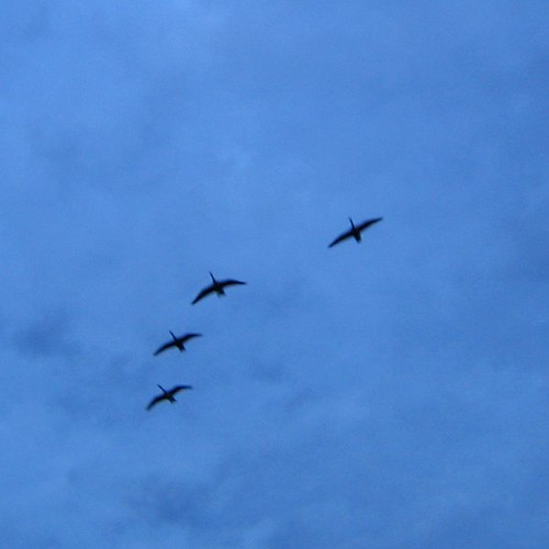 4 flying geese SQ