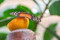 Butterfly at Budapest Zoo, Hungary