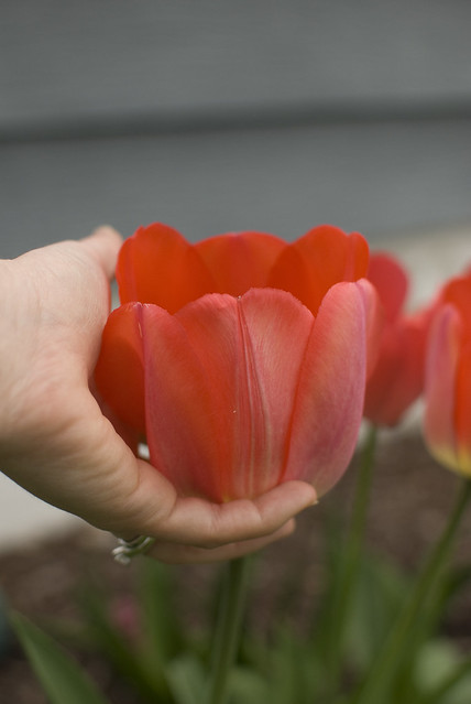 big tulip