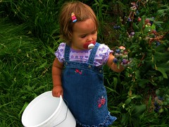 Blueberry Picking
