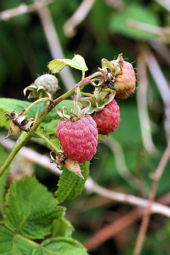 raspberries 3404 R