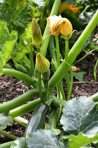 courgettes 3603