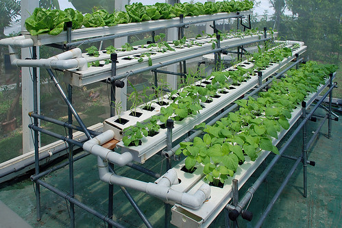 ... Is Easy For Your Home Garden ~ Hydroponics - Soil-less Gardening