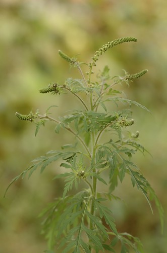 Ambrosia artemisiifolia | Alsemambrosia - Annual ragweed