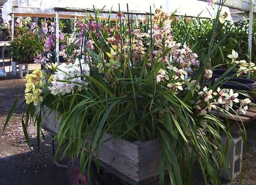 orchid cart