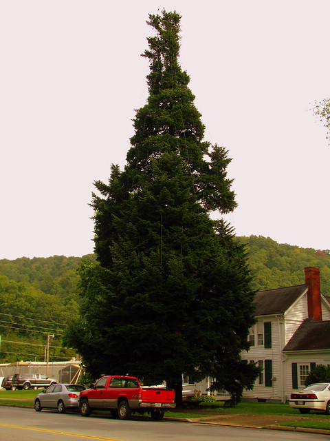 World's Tallest (decorated) Fraser Fir Tree