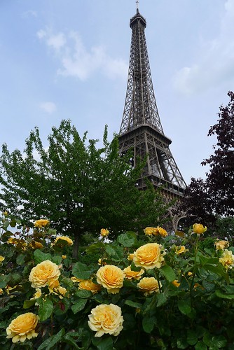 Yellow Roses and Eiffel
