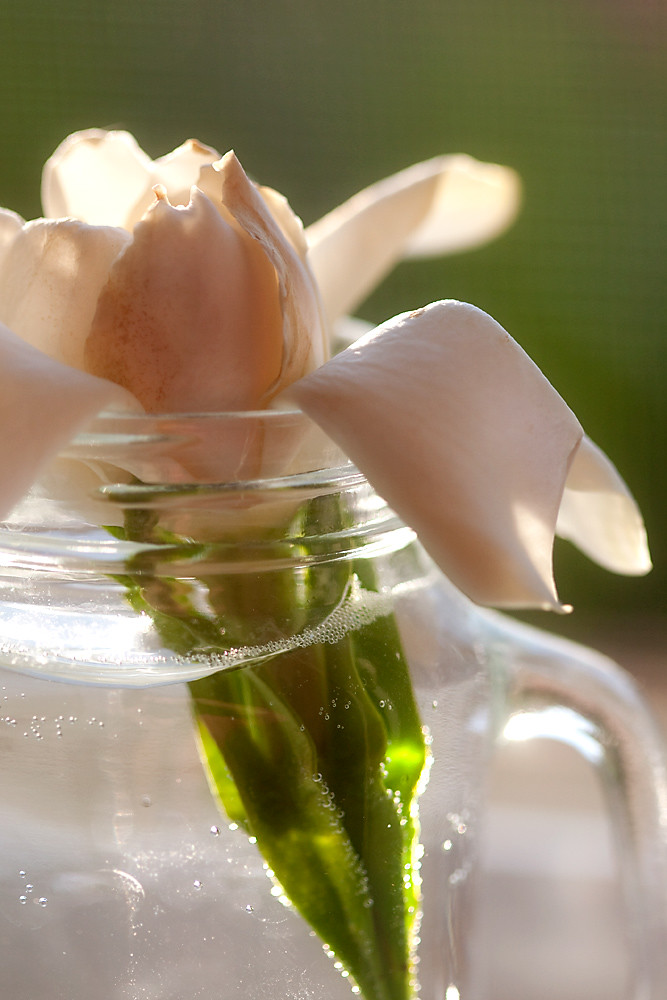 My Day 18/31:  Gardenia Perfume