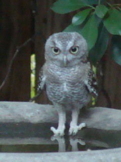 Juvenile Eastern Screech-Owl