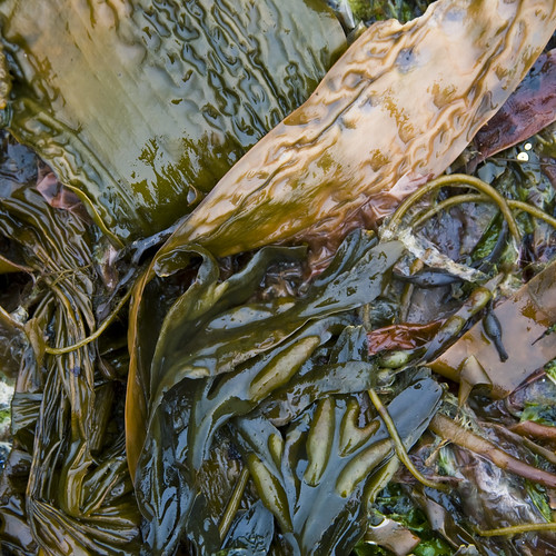 seaweed thirtyseven