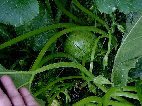 watermelon plant leaves. problem on the leaves.