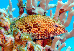 Honeycomb grouper, Okinawa Japan