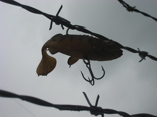 Fishhook on barbed wire