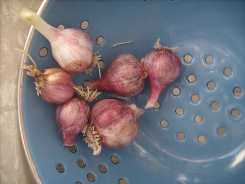 Tiny Bulbs of Backyard Garlic