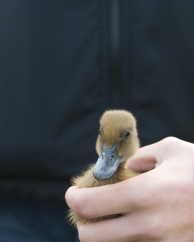 Duckling.