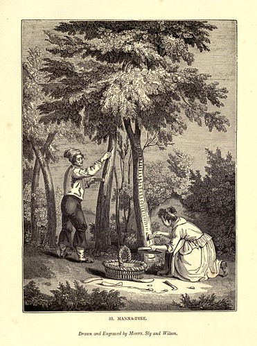 017- El arbol del Maná-One hundred and fifty wood cuts, selected from the Penny magazine 1835