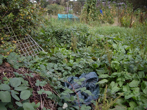 Allotment October 2009: day 1