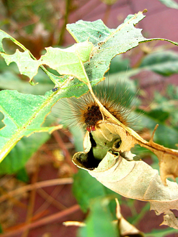 5-10-2009-caterpillar5