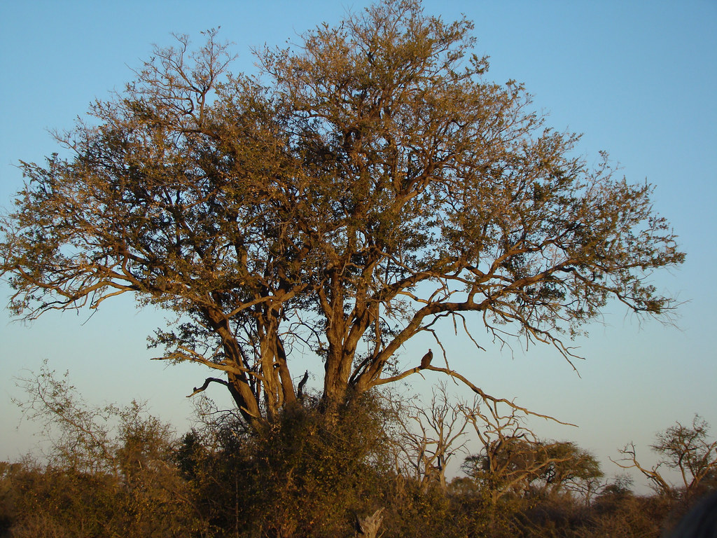 DSC08461 Hooded Vulture in tree
