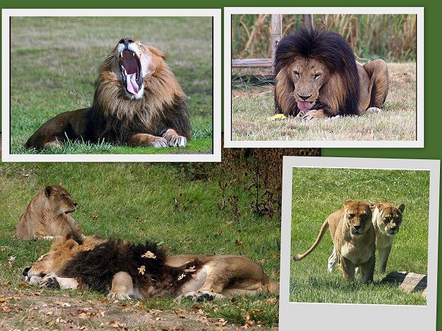 Lion Collage 3