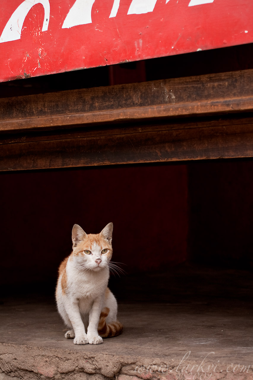 Cat #2, Harar, Ethiopia, July 2009