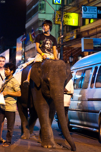 Khao San Road - Elephant spotted!