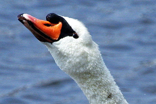 tahanto male swan