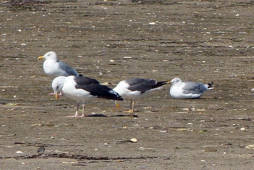 lesser black backed gull and local gulls 3