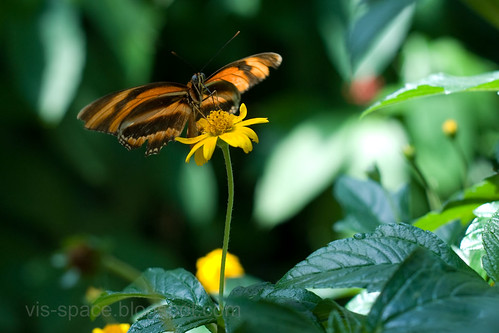 Butterfly Pavillion 05